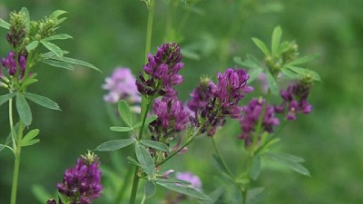 El heno de alfalfa logró posicionarse en el mercado mundial 