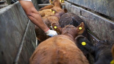El stock ganadero de Entre Ríos habría aumentado 110.000 cabezas en tan solo un año