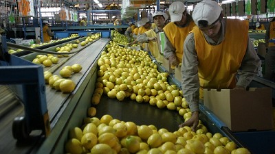 El campo tiene como objetivo incrementar las exportaciones 