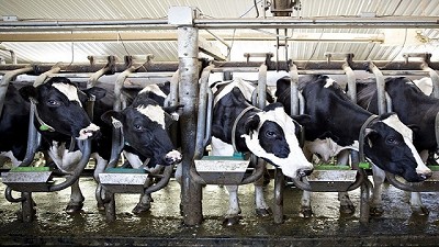 Buscan financiar proyectos de mejora genética en tambos 
