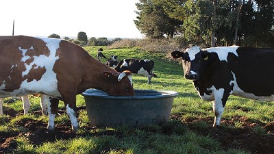 A causa del calor, el ganado consume hasta un 60% más de agua  