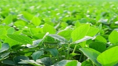 Soja: la diferencia entre la planificación y esperar el milagro de último minuto, por Adrián Seltzer