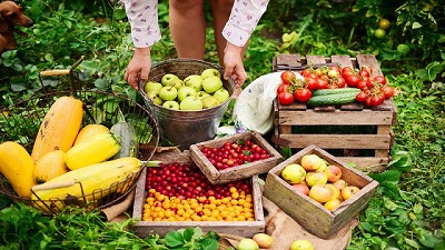 Vaticinan un rumbo trágico para la fruticultura valletana
