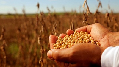 Alerta por plagas y enfermedades en soja de primera
