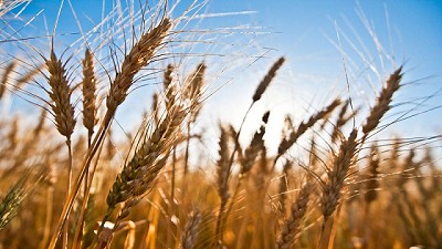 El costo de cosechar trigo incrementó a la par de la inflación