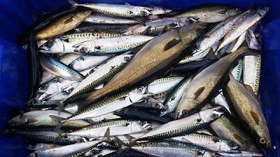 En esta temporada se duplicó la pesca de caballa 