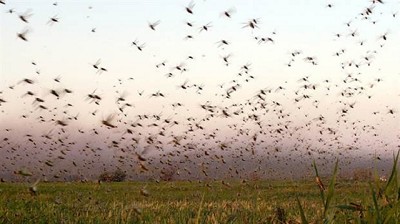 La plaga de la langosta tiene su mayor explosión demográfica en más de 60 años