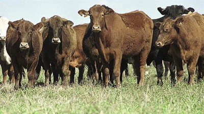 Buenos Aires: piden cambiar el esquema de vacunación antiaftosa