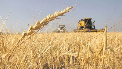 Trigo cordobés: cerró una campaña con altos rendimientos pero de baja calidad