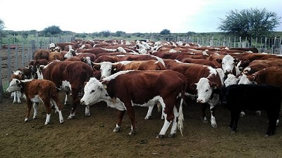 Comienza a regir un sistema de garantías para la faena de bovinos
