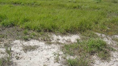 Salinización: el costo oculto del incremento de la variabilidad climática