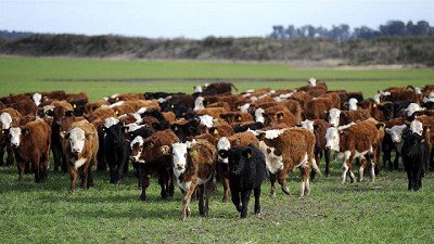 Prevén precios acotados para la hacienda