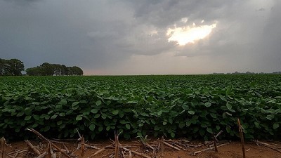 Lluvias, petróleo y dólar: ¿qué sucede con las variables que definen los precios?