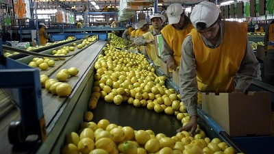 A pesar de los altos costos, productores confían en la competitividad del limón