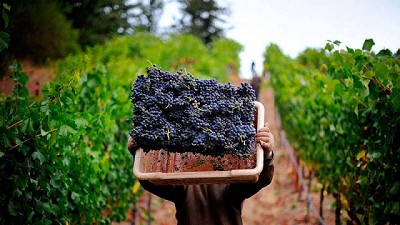 Aumentó un 14% el costo de producción vitivinícola en un año