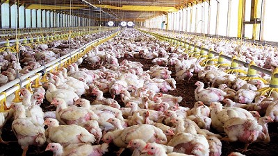 La producción de carne aviar creció 2,2 por ciento en 2017