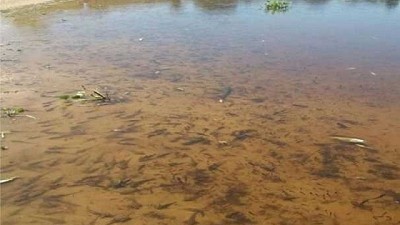Preocupación por peces muertos en Romang