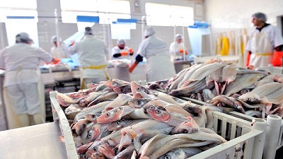 El sector pesquero finalizó 2017 con exportaciones récord por USS 1978 millones