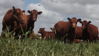 Claves para recuperar la producción forrajera tras la sequía