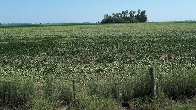 Por la sequía, en soja prevén pérdidas promedio de hasta el 46% en las tierras más ricas del país