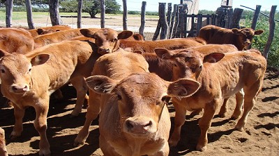Por la sequía, los productores ganaderos se ven obligados a anticipar los destetes y la venta de terneros 