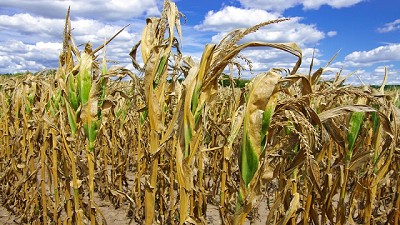 Sequía: productores que alquilaron campo ya están en quebranto