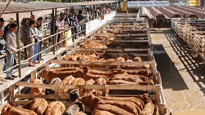Por la sequía, entran a Liniers vacas de menor calidad y el precio aumentó 2% en febrero