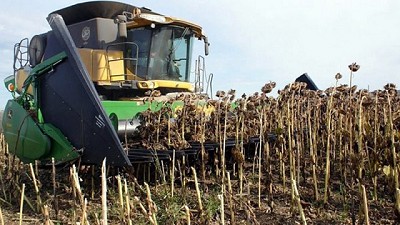Entre Ríos: cayó 60 por ciento la producción de girasol en esta campaña