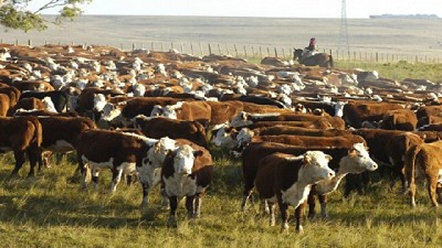 La seca y su impacto en el mercado ganadero