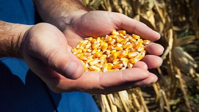 Syngenta confía en que el Gobierno impulsará la discusión de una nueva Ley de Semillas