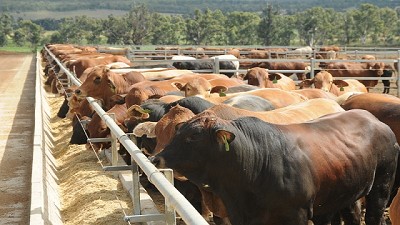 La carne y la ganadería pierden la carrera contra la inflación 