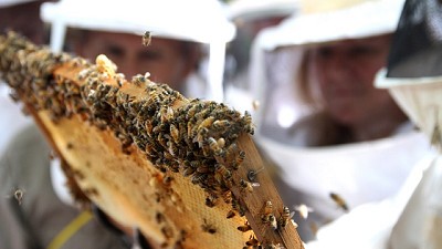 Argentina logró la apertura de los mercados de gelatina bovina, abejas y cueros a Túnez