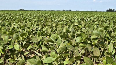 La expansión de la sequía hacia el norte del país, agrava la situación de la soja y el maíz