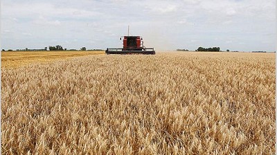 El trigo argentino, ante una gran oportunidad y un contexto favorable