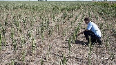 En la pampa húmeda no mejoran las lluvias y podría haber más pérdidas