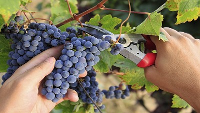 Vendimia 2018: anticipan una cosecha con excelente calidad