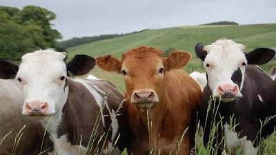 Las vacas ganan terreno en los valles de altura