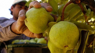 Legisladores patagónicos reclamaron una prórroga de la emergencia frutícola