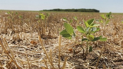 La soja en el norte de Santa Fe rinde 17% menos que el año pasado