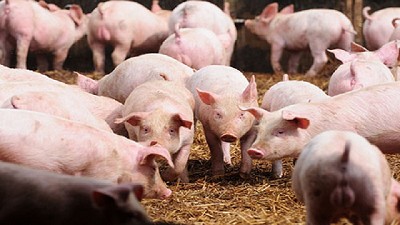 Del corral al mostrador: productores porcinos avanzan en la cadena
