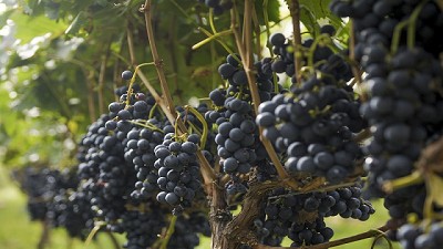 Agroindustria oficializó nuevo Protocolo de Calidad de Mosto de Uva