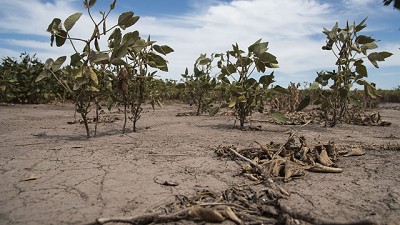 Tras la sequía, para el Gobierno se producirá más maíz que soja