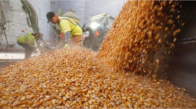 Este año entrarán casi u$s 6000 millones menos por exportaciones de granos