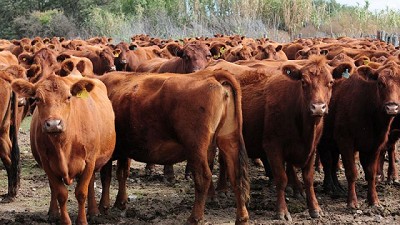 EE.UU. verificó la región Patagonia Norte A con vistas a la reapertura del mercado de carne bovina argentina