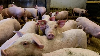 Unos 2.000 productores, en alerta por la importación de cerdos desde EE.UU.
