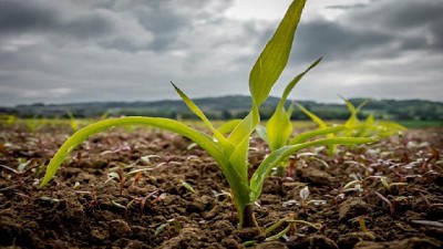 El campo vive situaciones contradictorias: el clima complica la cosecha pero las lluvias favorecen la campaña fina
