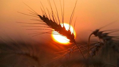 Buenos Aires redobla la apuesta por los cereales de invierno
