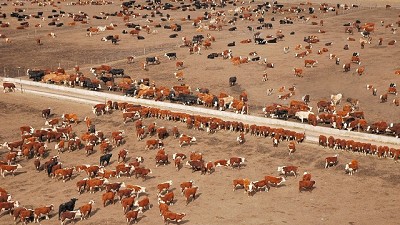 El feedlot, aquella moda pasajera, por Héctor A. Huergo