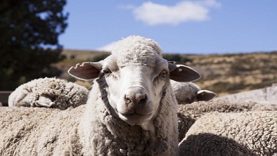 La Provincia de Buenos Aires aprobó 10 nuevos proyectos de producción ovina por $3,5 millones