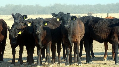 Cómo manejar la crisis forrajera que dejó la sequía